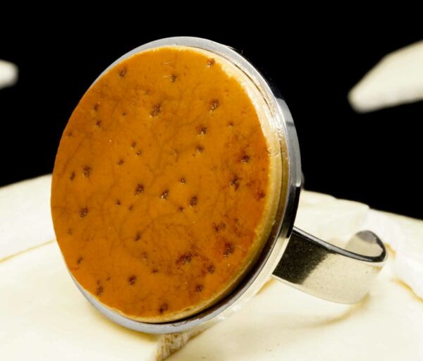 521737996_756812773518529_8121675396744736522_n Struthio-chauffée